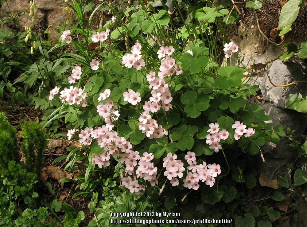 Photo of Wood-Sorrel (Oxalis articulata subsp. rubra 'Pink Dream') uploaded by bonitin