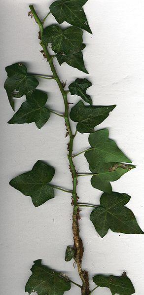 Photo of English Ivy (Hedera helix) uploaded by robertduval14