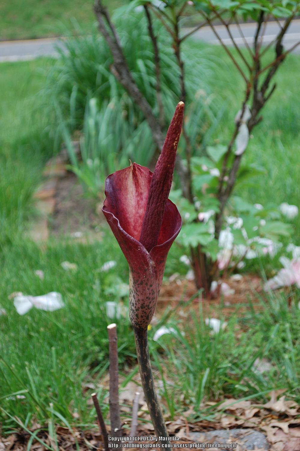 Photo of Voodoo Lily (Amorphophallus konjac) uploaded by treehugger