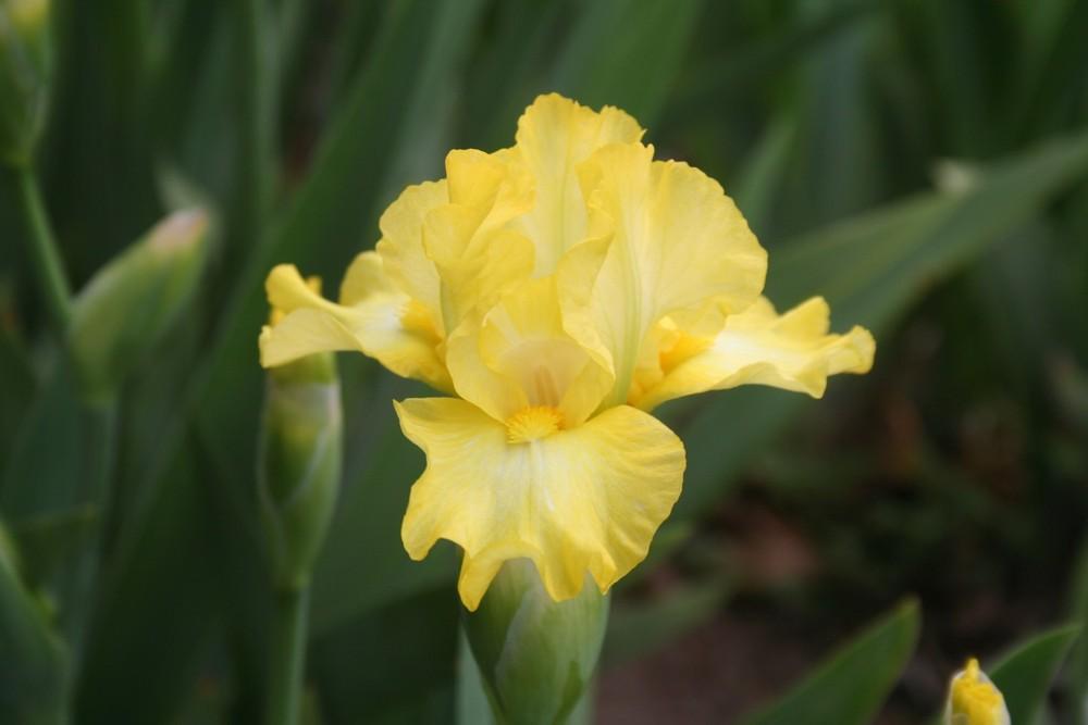 Photo of Intermediate Bearded Iris (Iris 'Limonada') uploaded by KentPfeiffer