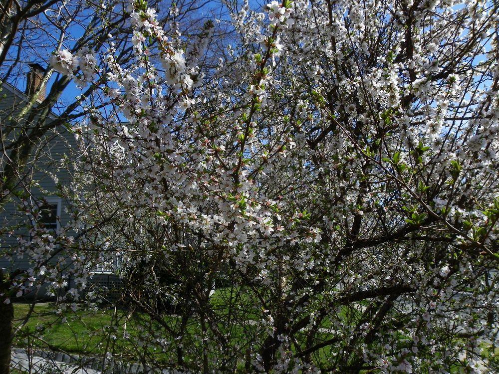 Photo of Nanking Bush Cherry (Prunus tomentosa) uploaded by Newyorkrita
