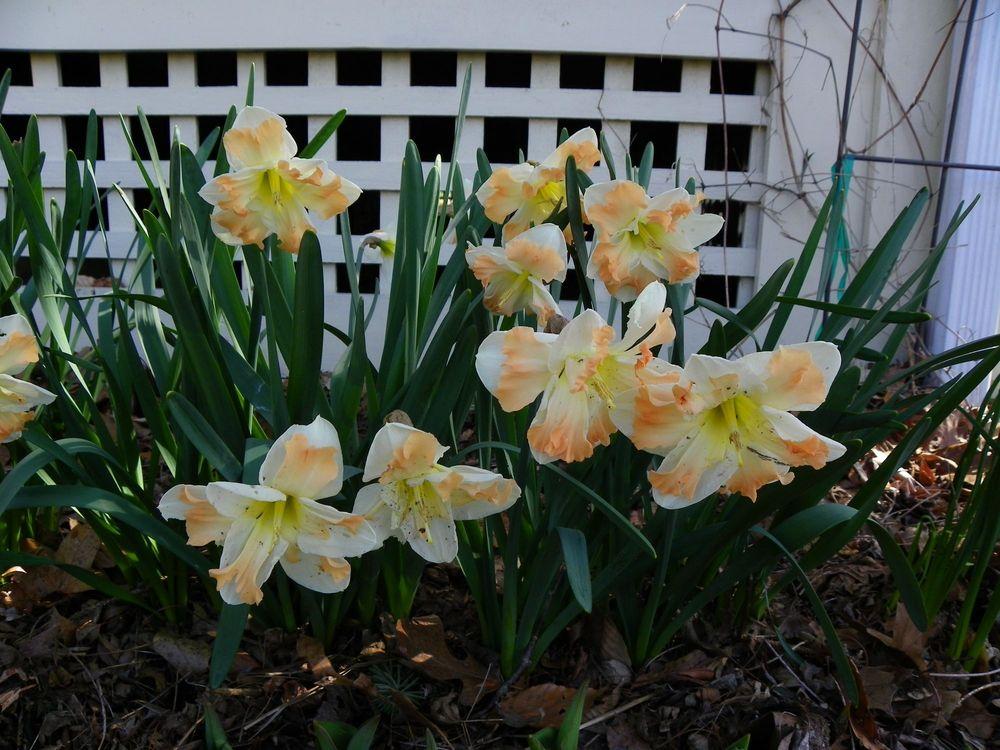 Photo of Split-Cupped Collar Daffodil (Narcissus 'Cum Laude') uploaded by Newyorkrita