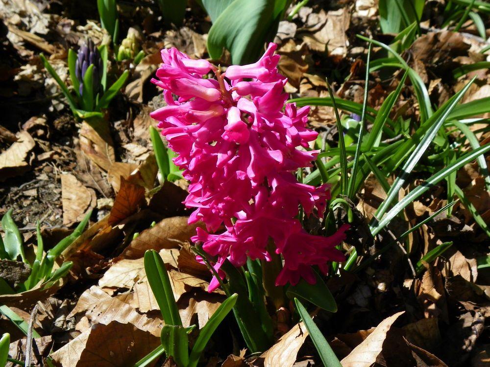 Photo of Hyacinths (Hyacinthus) uploaded by Newyorkrita