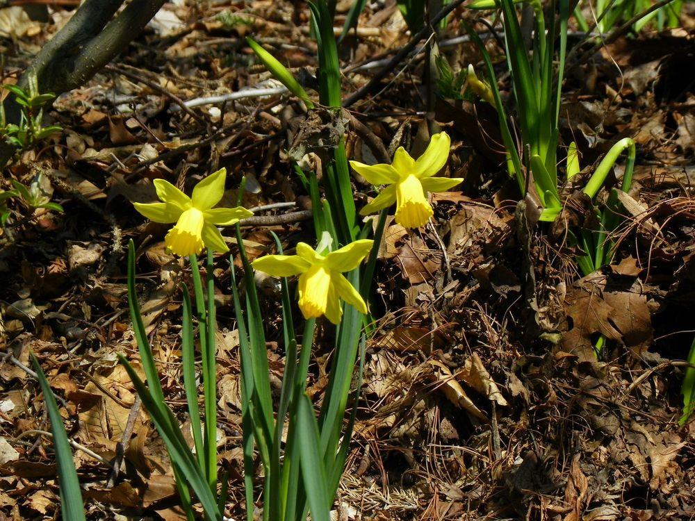 Photo of Cyclamineus Daffodil (Narcissus 'February Gold') uploaded by Newyorkrita