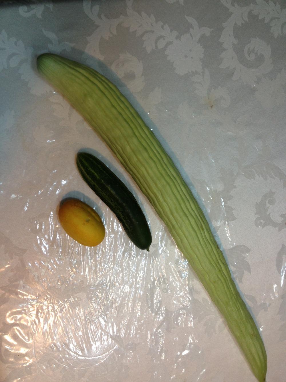 Photo of Armenian Cucumber (Cucumis melo var. flexuosus 'Striped Armenian') uploaded by Rabelch