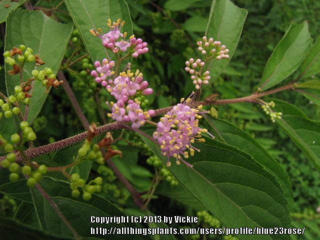 Photo of Beautyberry (Callicarpa dichotoma 'Early Amethyst') uploaded by blue23rose