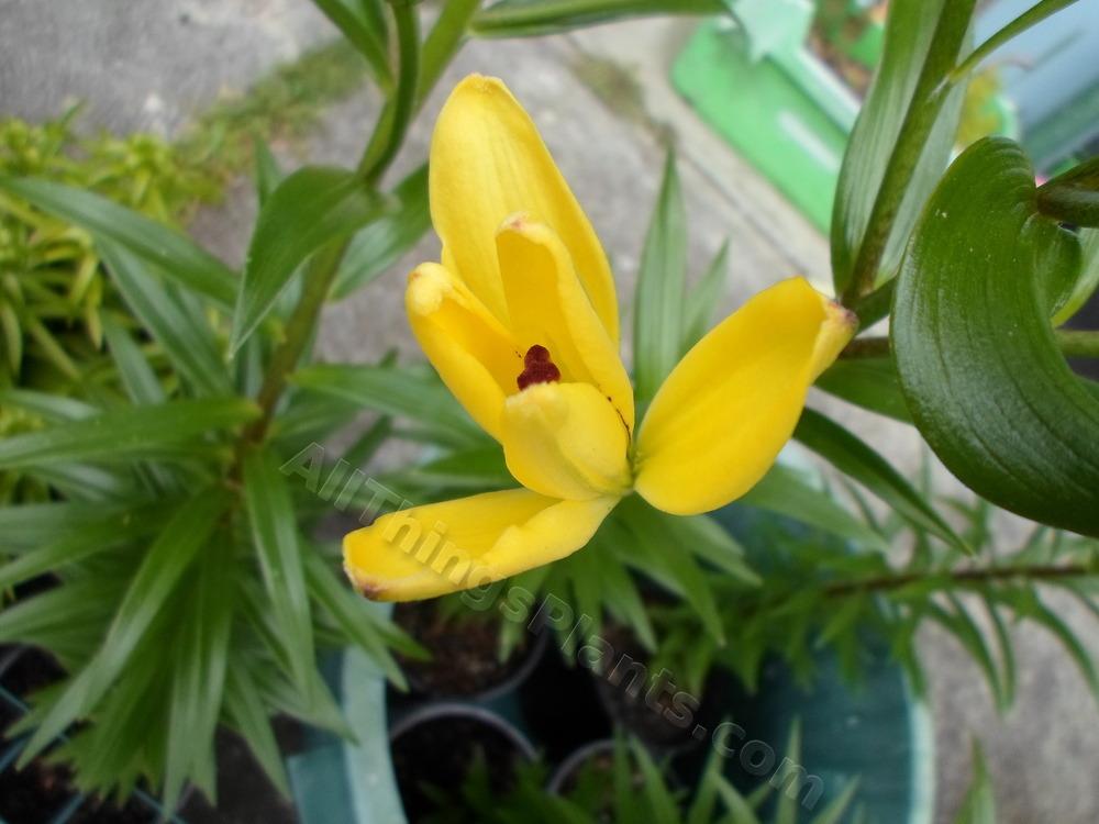 Photo of Lily (Lilium 'Yellow Cocotte') uploaded by dellac