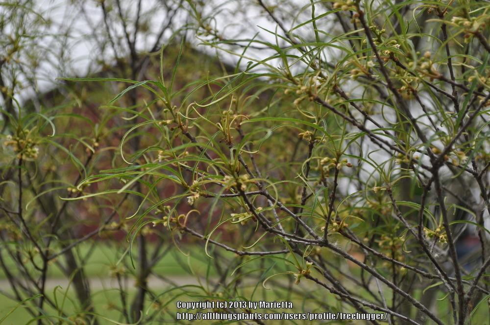 Photo of Alder Buckthorn (Frangula alnus subsp. alnus 'Aspleniifolia') uploaded by treehugger