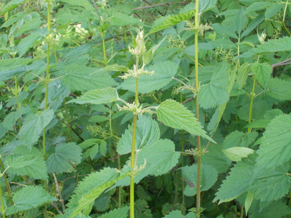 Photo of Stinging Nettle (Urtica dioica) uploaded by Bonehead