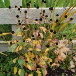 Location: My garden, Cedarhome, Washington
Date: 2009-10-18
Fall color