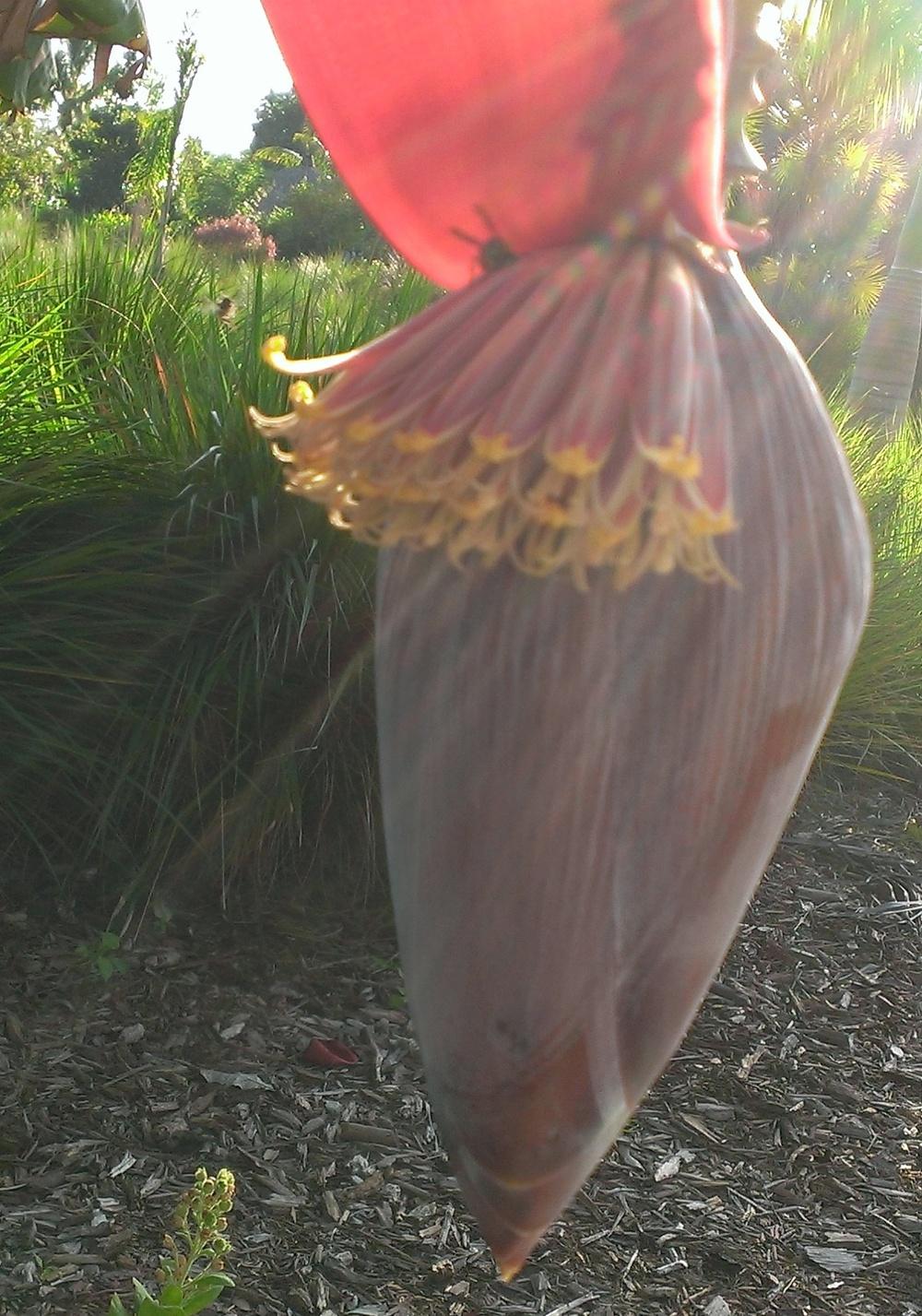 Photo of Banana (Musa acuminata) uploaded by Dutchlady1