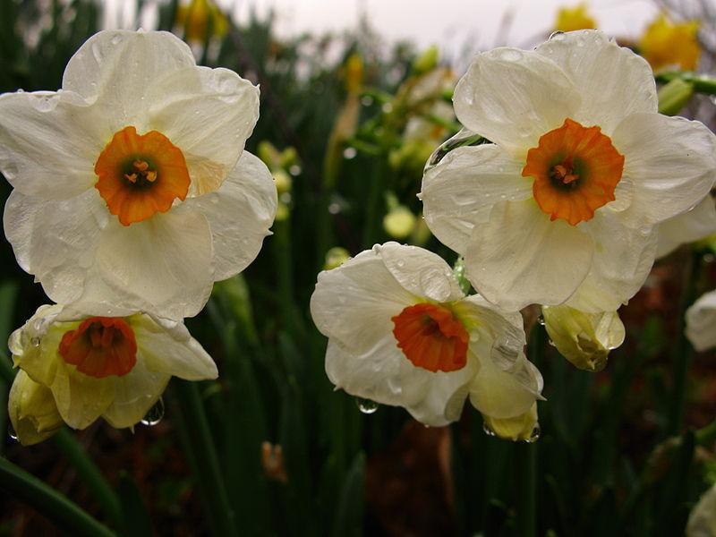 Photo of Daffodil (Narcissus 'Geranium') uploaded by robertduval14
