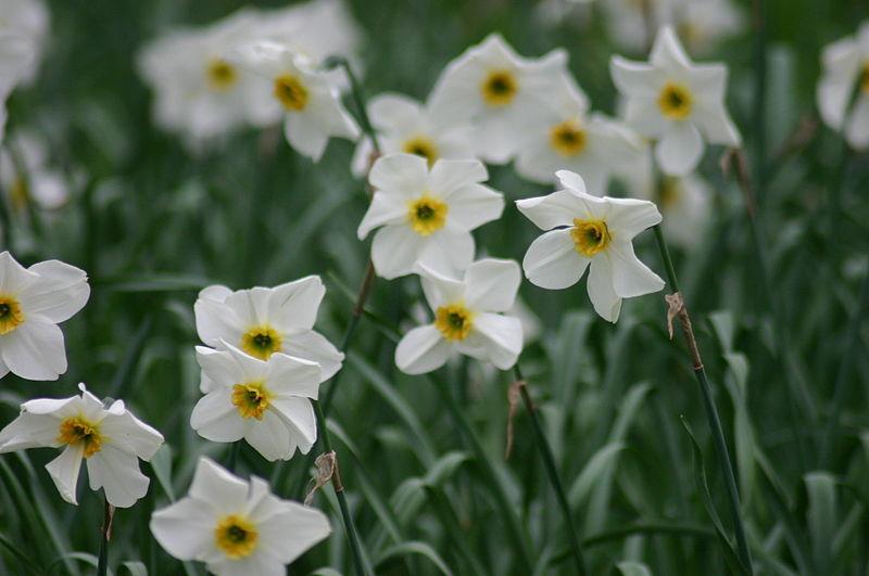 Photo of Small Cupped Daffodil (Narcissus 'Arguros') uploaded by robertduval14