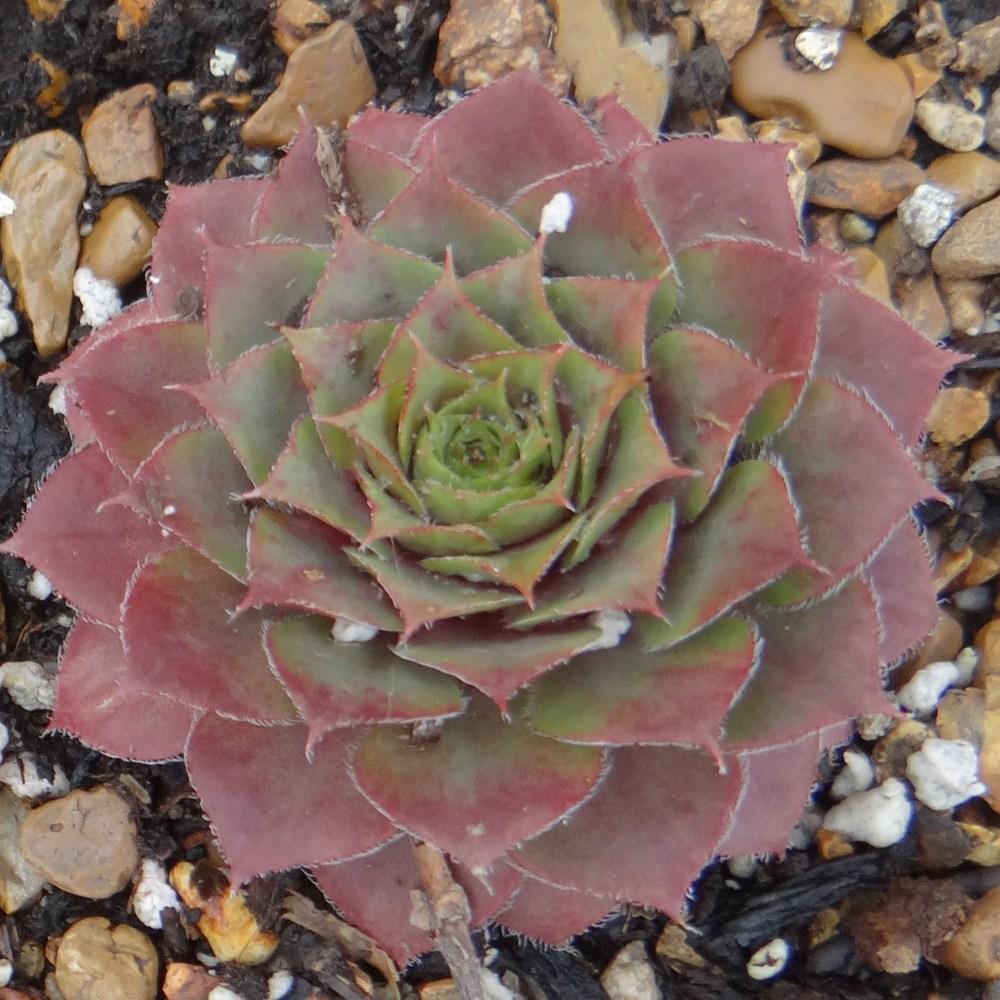 Photo of Hen and Chicks (Sempervivum 'Old Copper') uploaded by stilldew