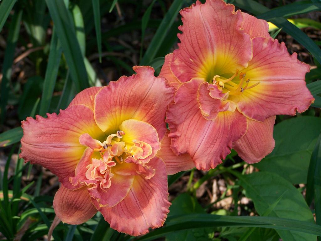 Photo of Daylily (Hemerocallis 'Vision of Love') uploaded by Calif_Sue