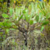 Nice small tree specimen of Opuntia ammophila located in Ocala Na