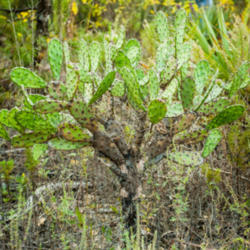 Location: Ocala National Forest
Date: 2013-11-01
Nice small tree specimen of Opuntia ammophila located in Ocala Na