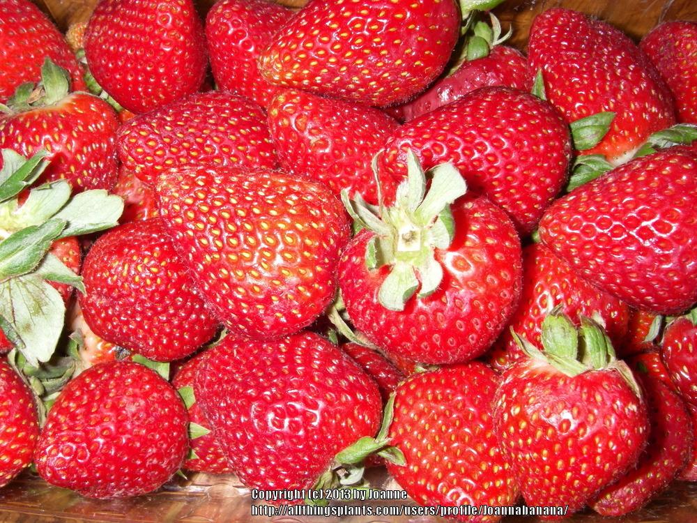 Photo of Strawberries (Fragaria) uploaded by Joannabanana