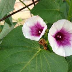 Location: Mansfield TX
Date: 2013-09-06
flower of the sweet potato vine.  This originated as a start from