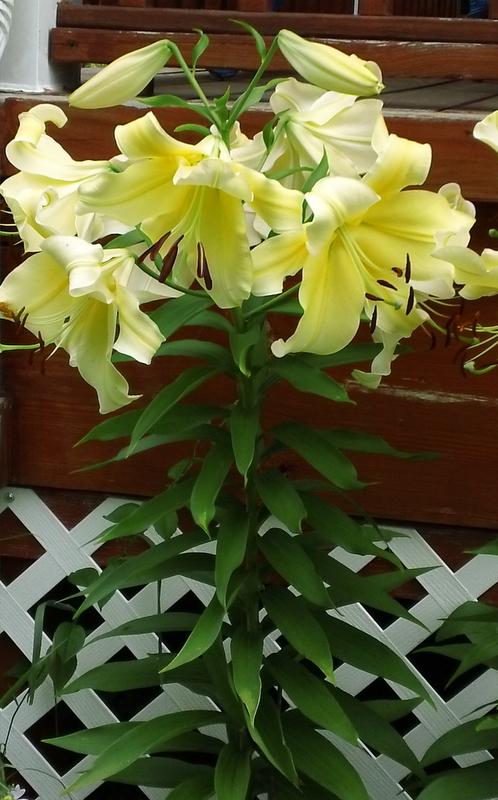 Photo of Lily (Lilium 'Big Brother') uploaded by TreeClimber
