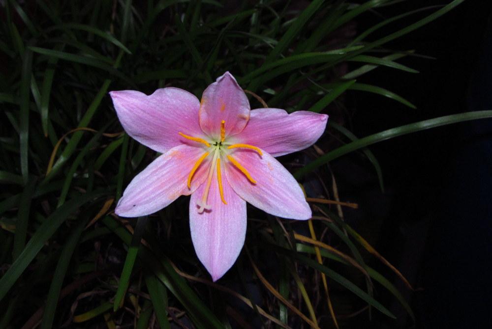 Photo of Pink Rain Lily (Zephyranthes minuta) uploaded by jmorth