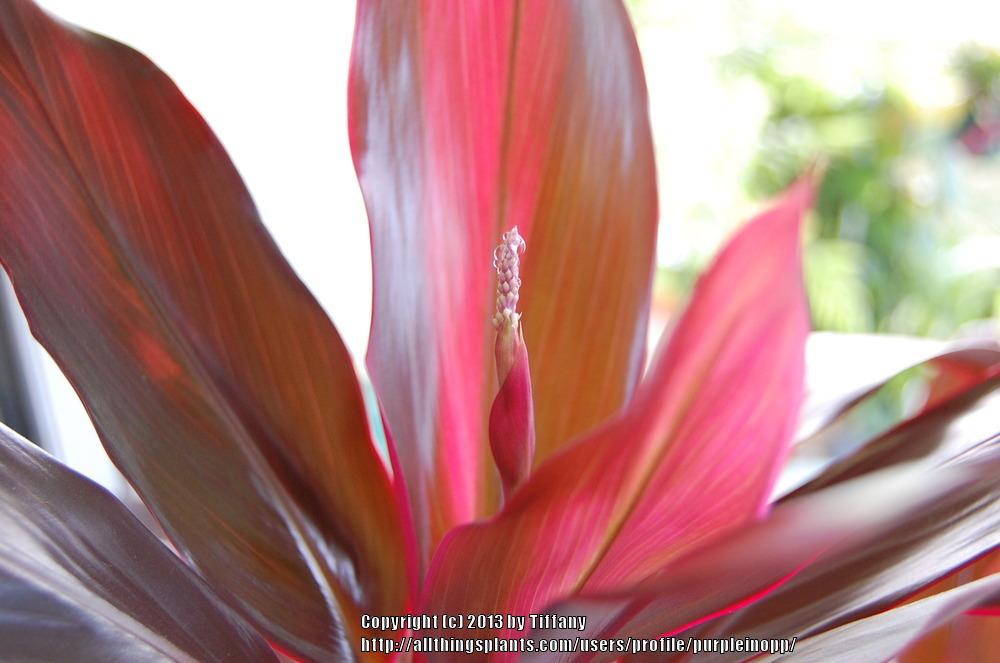 Photo of Ti Plant (Cordyline fruticosa 'Red Sister') uploaded by purpleinopp