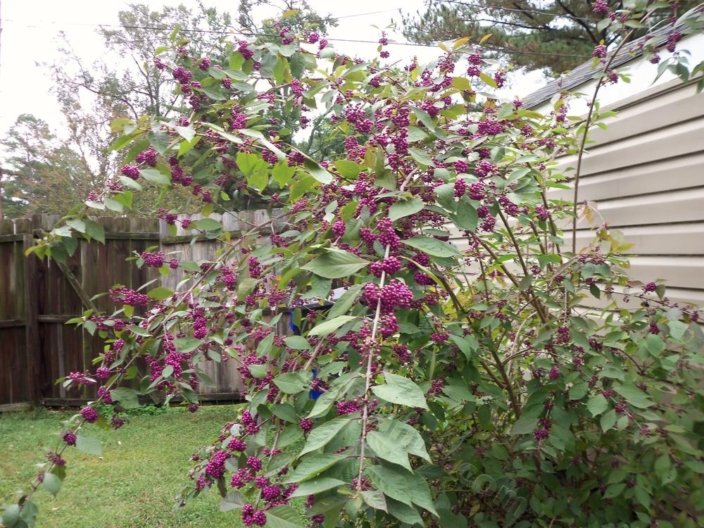 Photo of Beautyberry (Callicarpa dichotoma) uploaded by virginiarose