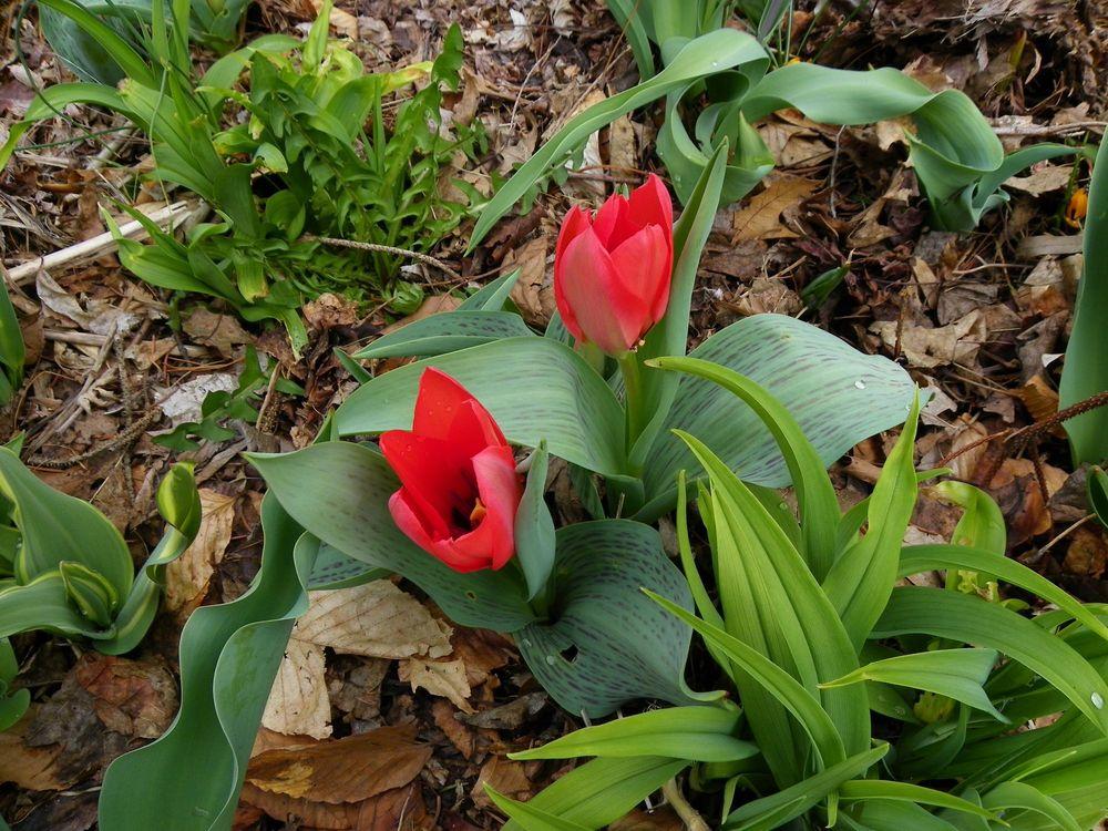 Photo of Waterlily Tulip (Tulipa kaufmanniana 'Showwinner') uploaded by Newyorkrita