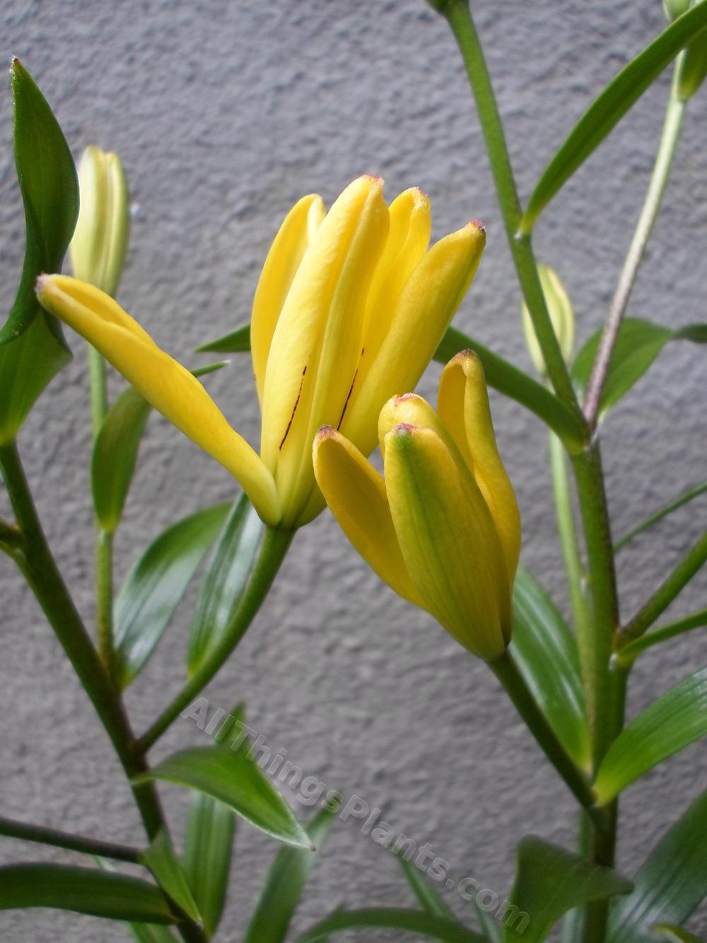 Photo of Lily (Lilium 'Yellow Cocotte') uploaded by dellac