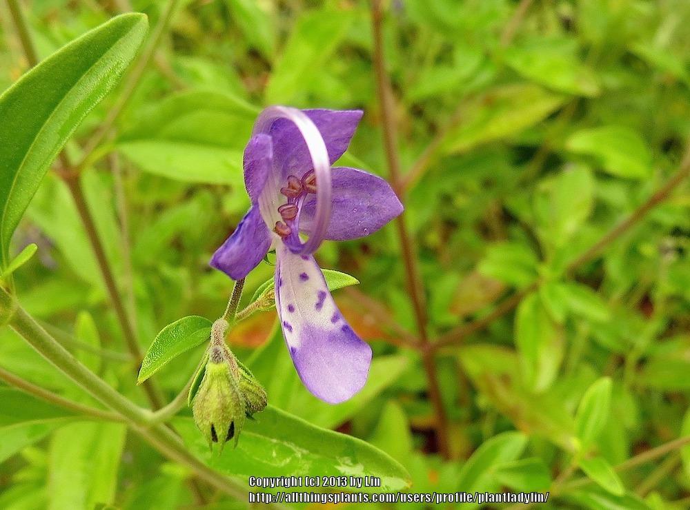 Photo of Forked Blue Curls (Trichostema dichotomum) uploaded by plantladylin