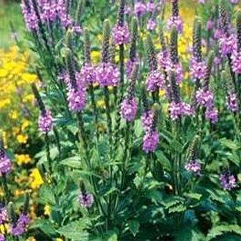 Photo of Hoary Vervain (Verbena stricta) uploaded by vic