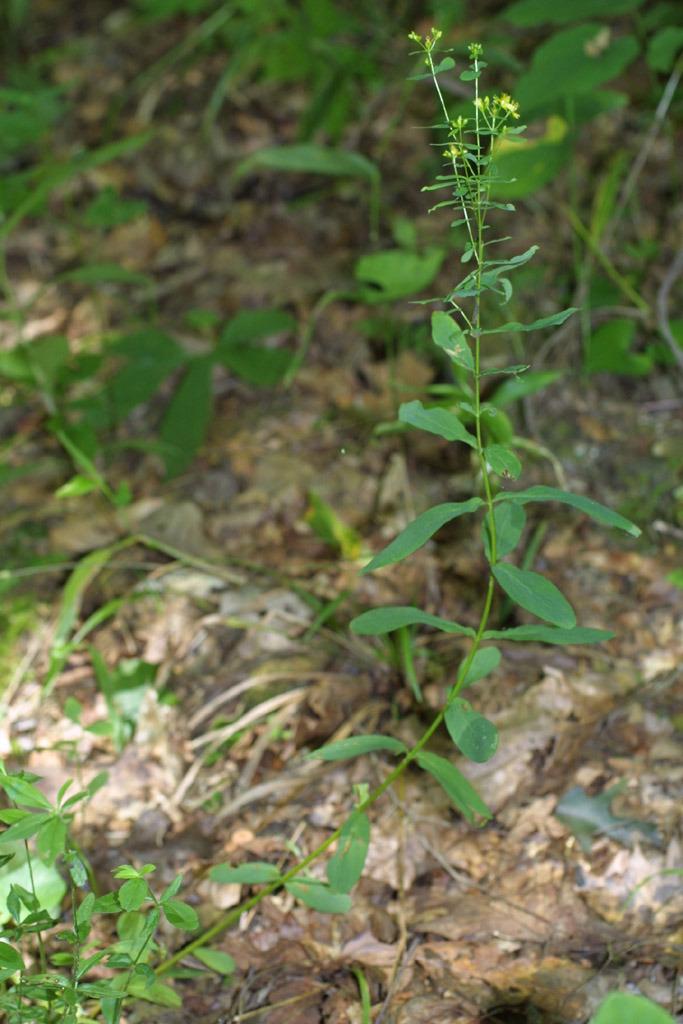 Photo of Spotted St. Johnswort (Hypericum punctatum) uploaded by SongofJoy