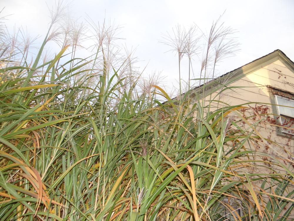 Photo of Giant Chinese Silver Grass (Miscanthus x giganteus) uploaded by stilldew