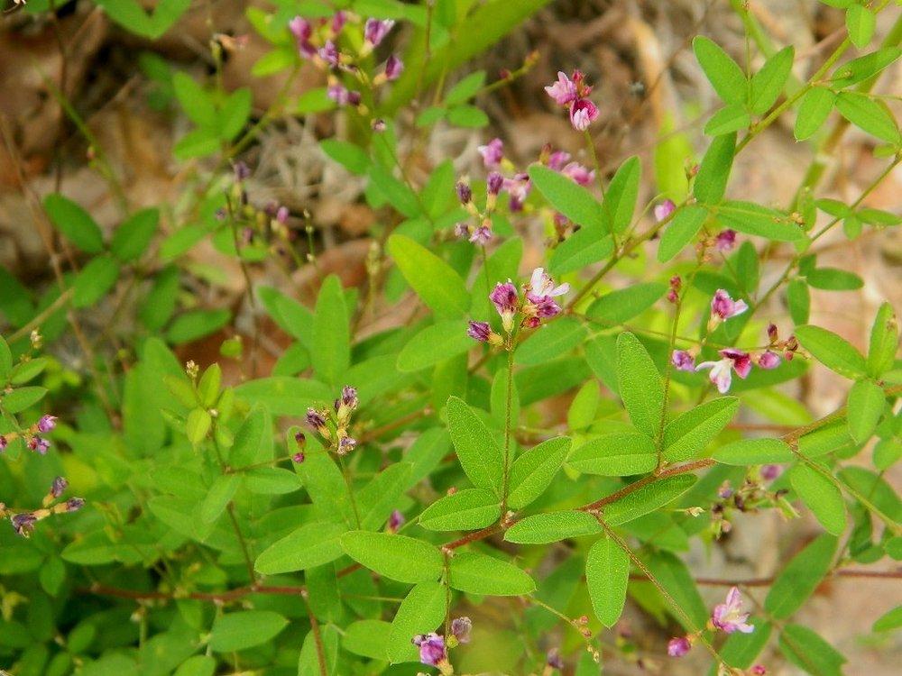 Photo of Texas Bush-Clover (Lespedeza texana) uploaded by wildflowers