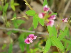 Thumb of 2013-11-04/wildflowers/428d9e