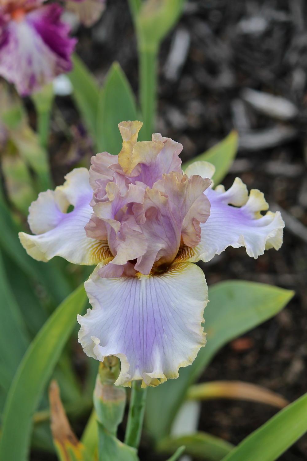 Photo of Tall Bearded Iris (Iris 'Kiss Me Please') uploaded by ARUBA1334