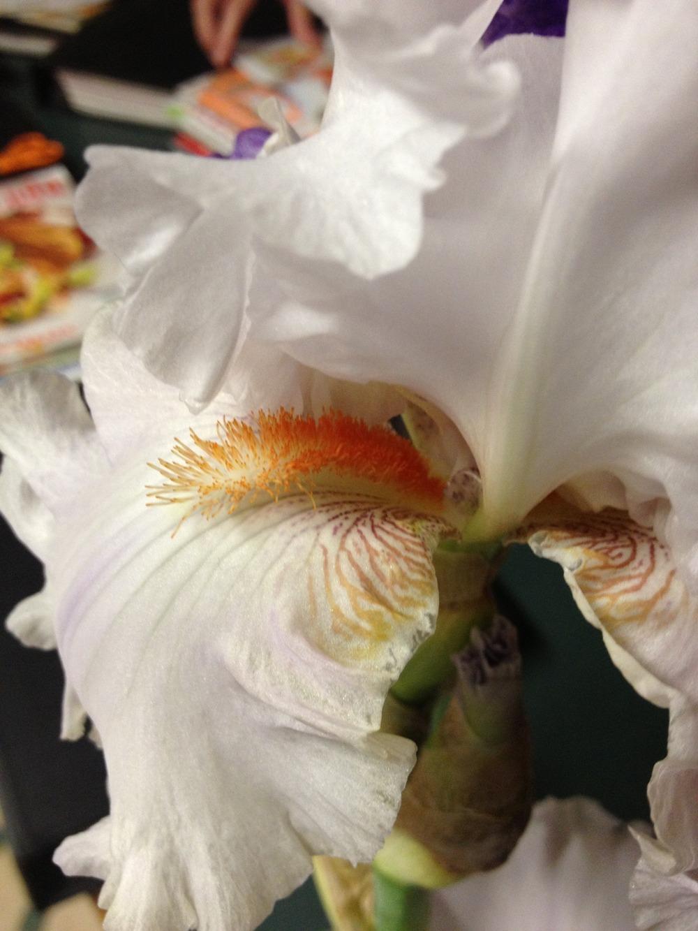Photo of Tall Bearded Iris (Iris 'Presby Honors September') uploaded by Misawa77