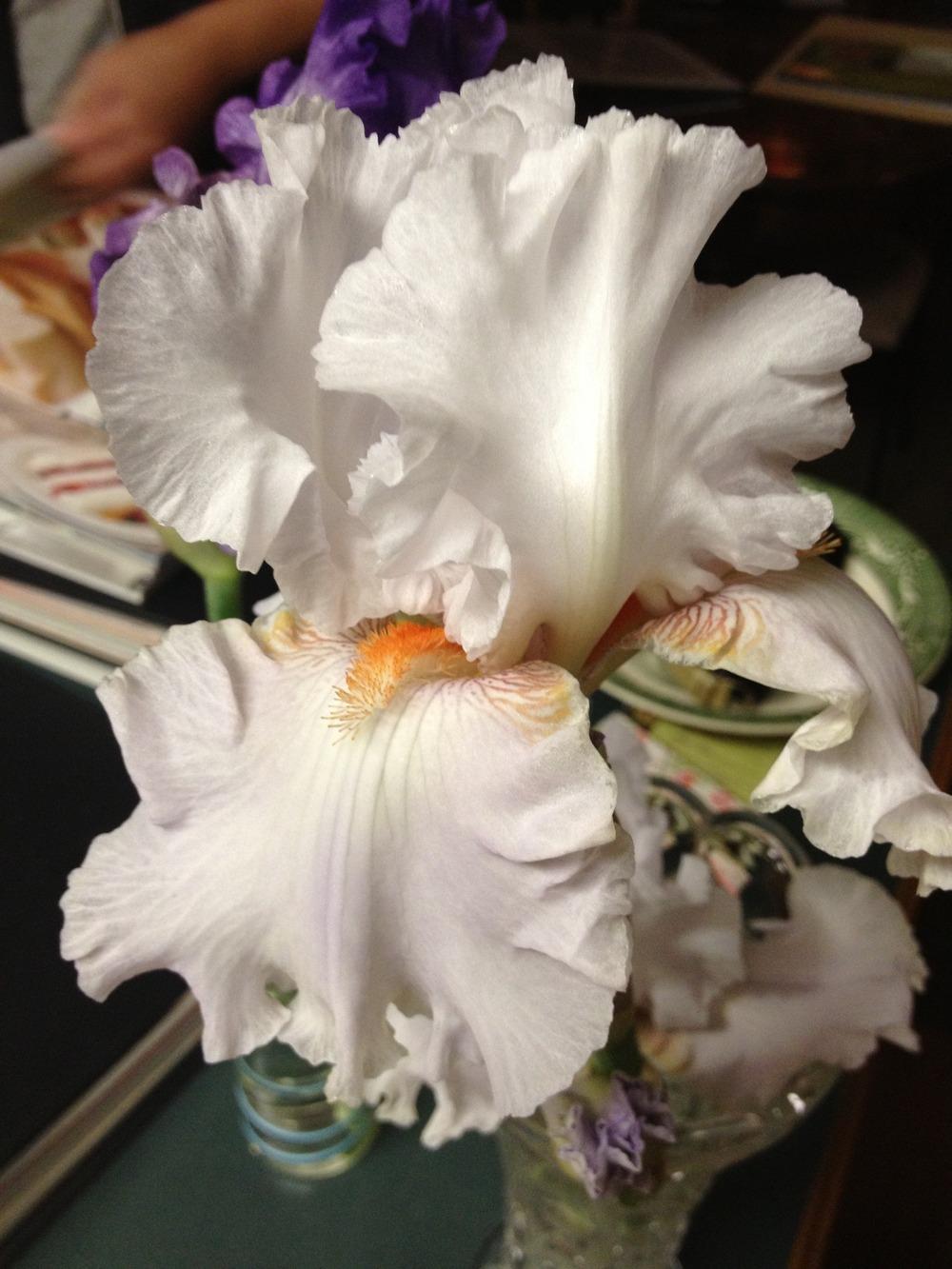 Photo of Tall Bearded Iris (Iris 'Presby Honors September') uploaded by Misawa77