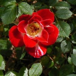 Location: Mountains of northern California
Date: May 2013
One of my favorite roses