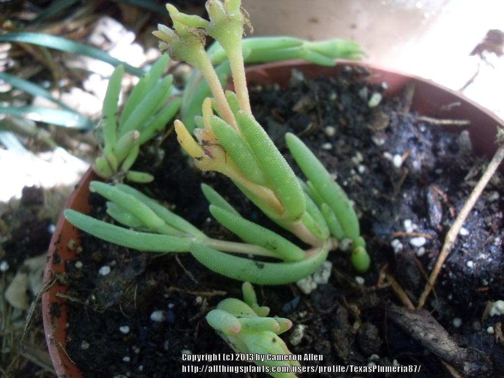 Photo of Ice Plant (Delosperma cooperi) uploaded by TexasPlumeria87