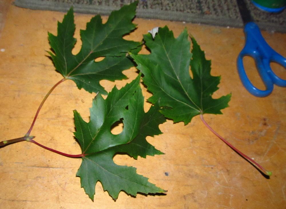 Photo of Silver Maple (Acer saccharinum) uploaded by jmorth
