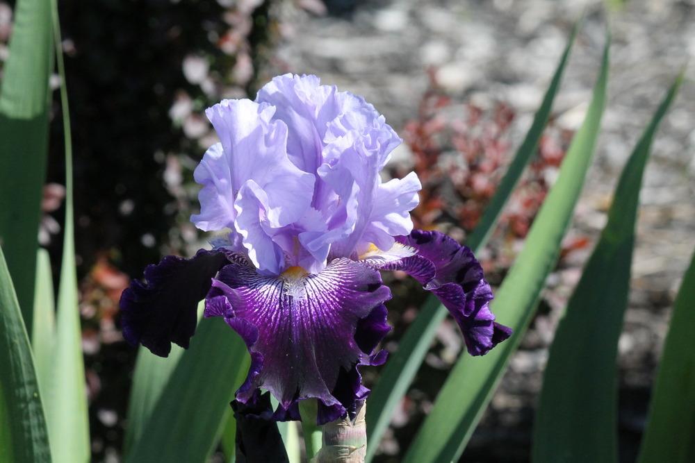 Photo of Tall Bearded Iris (Iris 'Visual Intrigue') uploaded by ARUBA1334