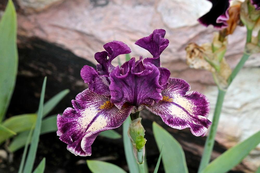 Photo of Tall Bearded Iris (Iris 'Pretty Edgy') uploaded by ARUBA1334