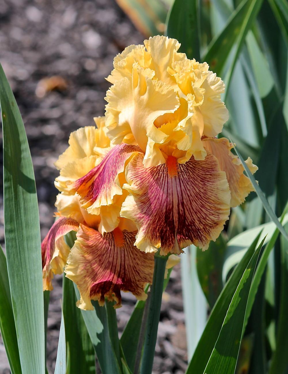 Photo of Tall Bearded Iris (Iris 'Jeanne Clay Plank') uploaded by ARUBA1334