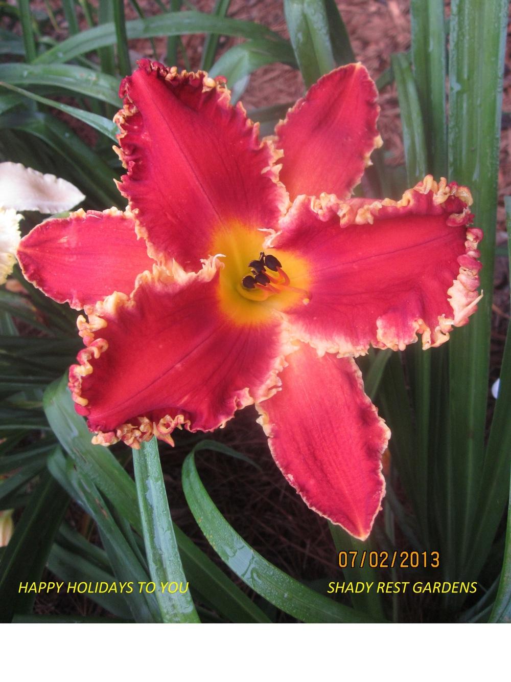 Photo of Daylily (Hemerocallis 'Happy Holidays to You') uploaded by Casshigh