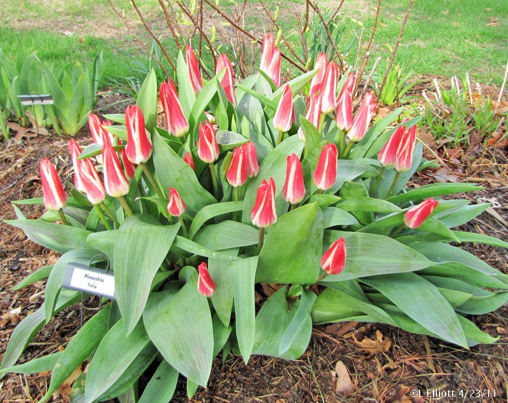Photo of Tulip (Tulipa greigii 'Pinocchio') uploaded by TBGDN
