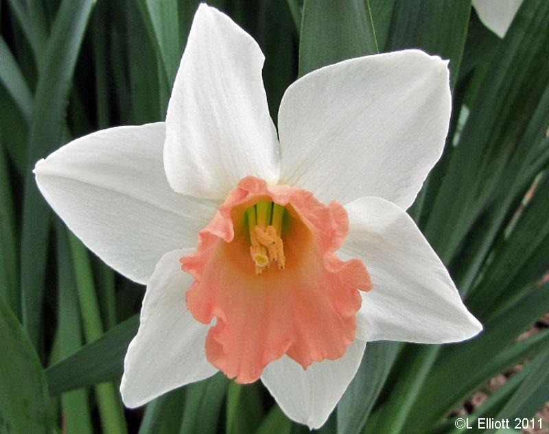 Photo of Large-cupped Daffodil (Narcissus 'Romance') uploaded by TBGDN