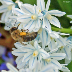 Location: My Gardens
Date: April 5, 2010
Flower & Friend #Pollination & #Bee