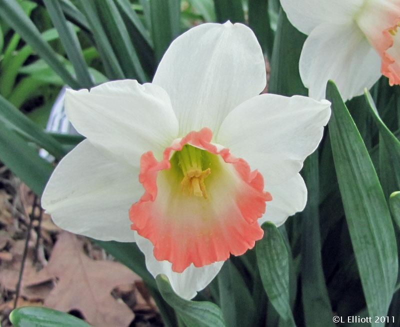 Photo of Large-Cupped Daffodil (Narcissus 'Pink Charm') uploaded by TBGDN