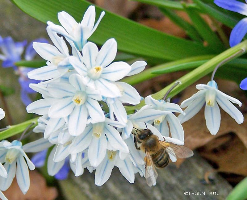 Photo of Striped Squill (Puschkinia scilloides) uploaded by TBGDN